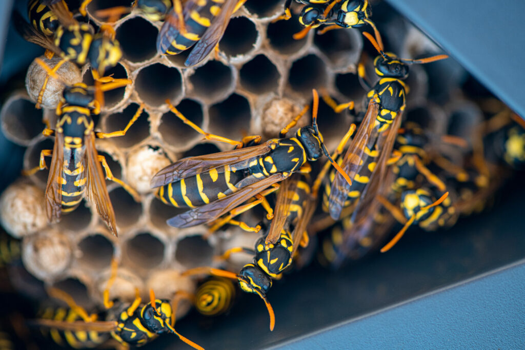 Wespen auf einem Wespennest in einem Wandstrahler