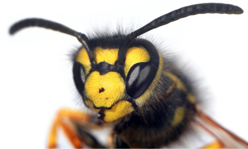 Foto pour site_paysage (4)